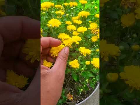 Propagating Mums Is Super Easy!- Shorts