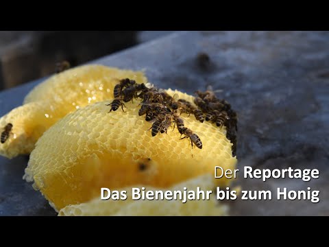 Das Bienenjahr - von der Blüte bis zum Honig - die Reportage