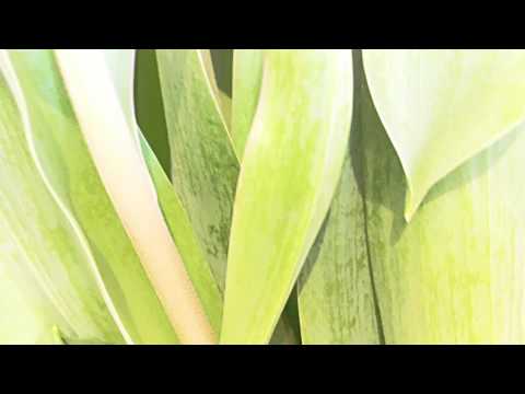 download lagu mp3 mp4 Zitmeditatie, download lagu Zitmeditatie gratis, unduh video klip Zitmeditatie