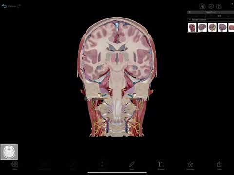 Anatomy and embryology 2024 just / Dima