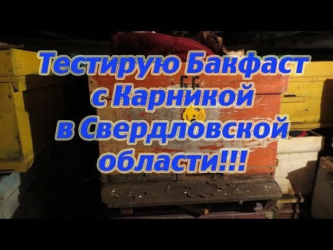 25 февраля сравнение Бакфаста и Карники во время зимовки в зимовнике. Beekeeping. .