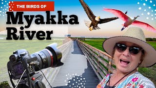 Best Florida State Park For Wildlife Photography - Myakka River