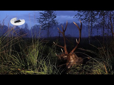 Epic Rut Stag Hunt in September - amazing outing and great stag down!