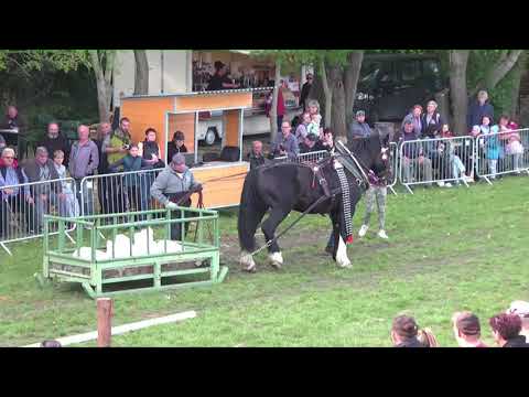 Těžký tah jednospřeží: MČR chladnokrevných koní, Tlumačov – 2. 10. 2021