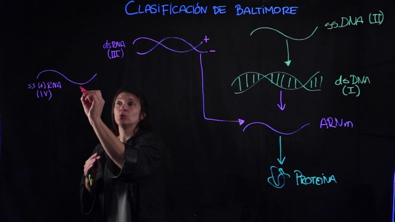 clasificación de baltimore