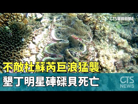 不敵杜蘇芮巨浪猛襲　墾丁明星硨磲貝死亡