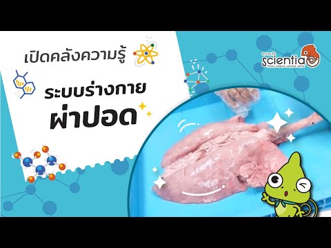 นม thistle และความแข็งแรง โรคเบาหวานประเภท 2 การรักษาความอ่อนแอ