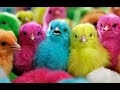 COLOUR CHICKS | colour chicken babys | Hens Chicks playing game | Colour Chick Video | Hen Videos