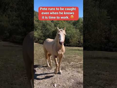 Pete runs to be caught, even when he know he is going to work. Got to love that!