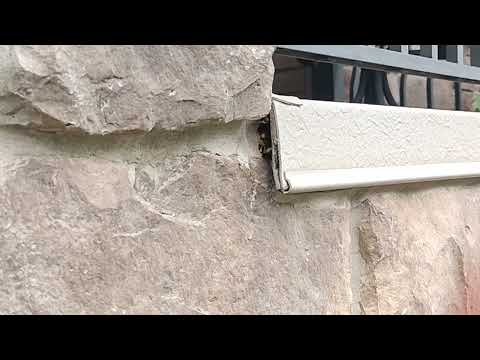 Under the Porch Are a Bunch of Yellow Jackets in Iselin, NJ