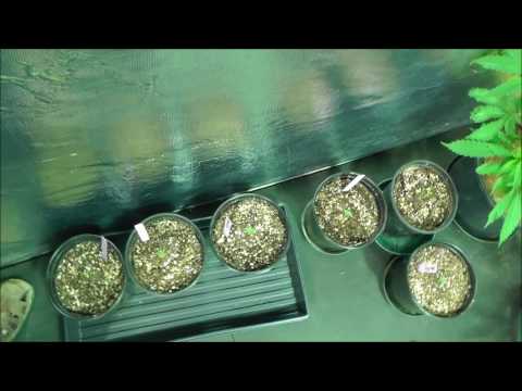 The Weed Nerd Episode 274