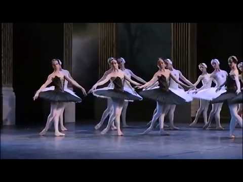 Black and White Swans - HNK Zagreb