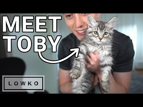 StarCraft 2: KITTENS & CO-OP! (Brutal Mutation Mission)