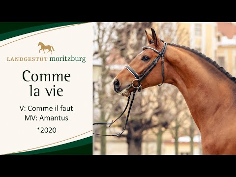 COMME LA VIE v. Comme il faut NRW - Amantus 2023