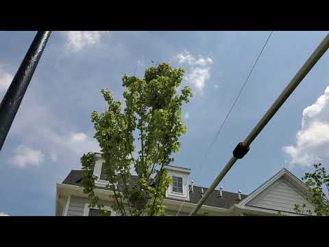 Resident in Middletown, NJ Finds a Large Bald-Faced Hornet's Nest in His Tree
