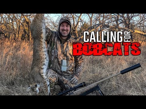 Calling For Bobcats