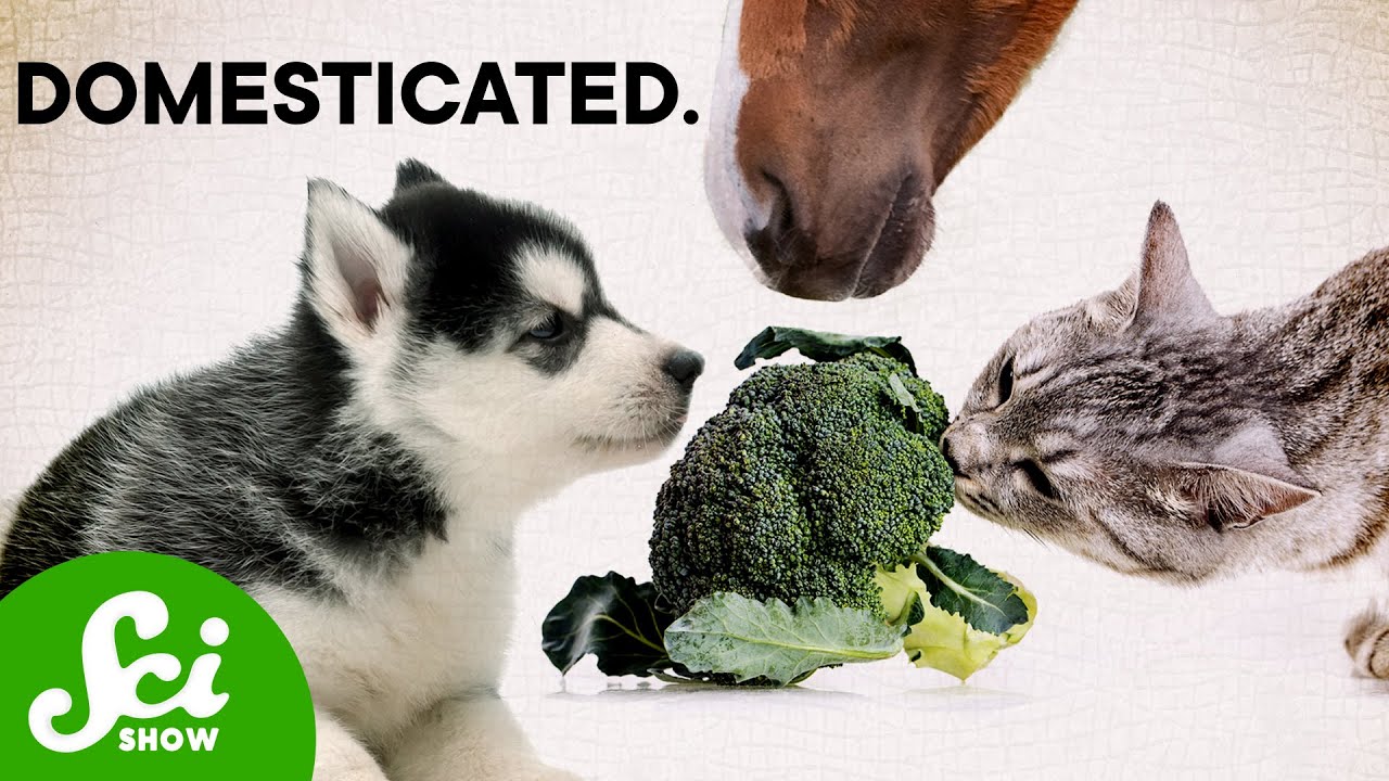 How Humans Domesticated Just About Everything | Compilation