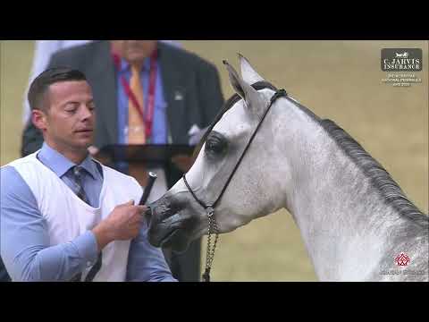 N 42 CRYSTAL AL FAHAD   2nd Al Rayyan National Peninsula AHS 2025   Fillies 2 Years Old Class 2B