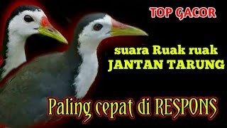 Download lagu Ampuh..Suara ruak ruak jantan tarung untuk pikat Jerat & berburu mp3 Download lagu Ampuh..Suara ruak ruak jantan tarung untuk pikat Jerat & berburu mp3