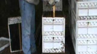 Requeening A Vicious Honeybee Hive