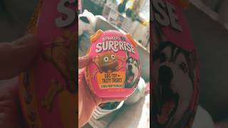 Bonkers Surprise Dog Toy + Tasty Treat Review. Great Doggy fun for light chewers