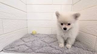 ハーフ犬の動画01