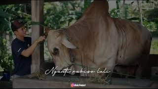 Download lagu Story wa peternak sapi muda mp3 Download lagu Story wa peternak sapi muda mp3