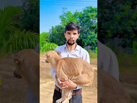 Helping a Helpless Animal Is True Humanity…❤️‍🩹🐶#shorts #foryou #humanity