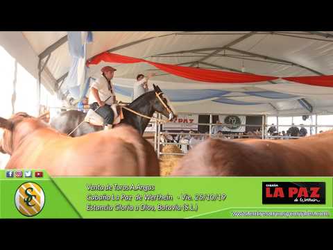 25-10-19 - Venta de Toros A.Angus - Cabaña La Paz de Werthein - San Luis