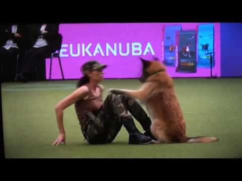 3 11 17 8 2nd place International musical freestyle