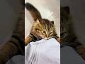 Cats Vs Humans Funny Catvideos Catshorts Cat