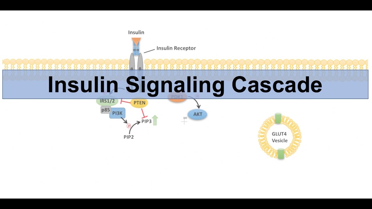 Insulin Signaling Cascade and Downstream Effects - Biochemistry Lesson