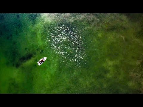 The Most Fish I Have Ever Seen! Private Harbour NZ