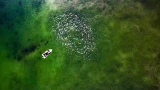 The Most Fish I Have Ever Seen! Private Harbour NZ
