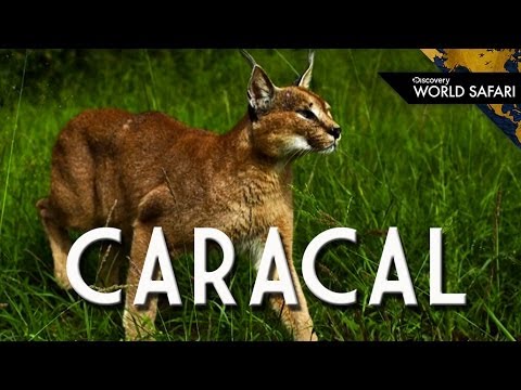 The Caracal Can Jump 10 Feet High to Catch Prey