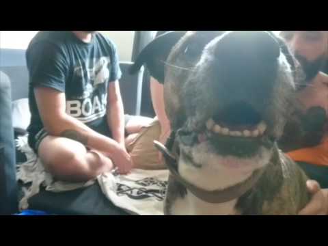 ENDLESS SWARM/GROAK - EURO TOUR VIDEO