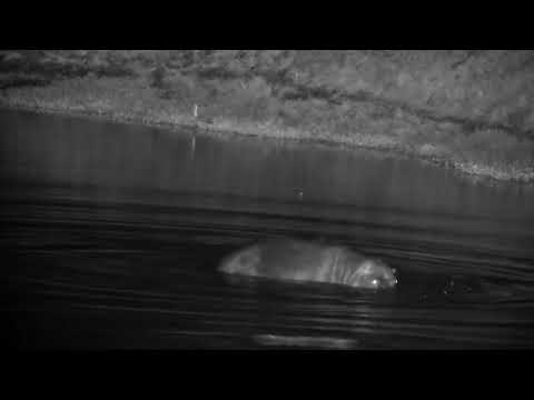 Djuma: Hippo getting active before leaving the dam - 00:20 - 11/01/2022