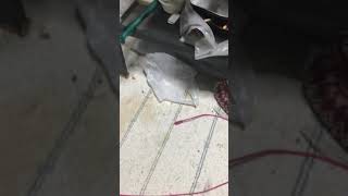 お前らマグロか