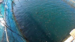 1 Week Before Harvest sa aking mga Alagang Samaral, Malalaki na Sila | BillyAillySeaTV