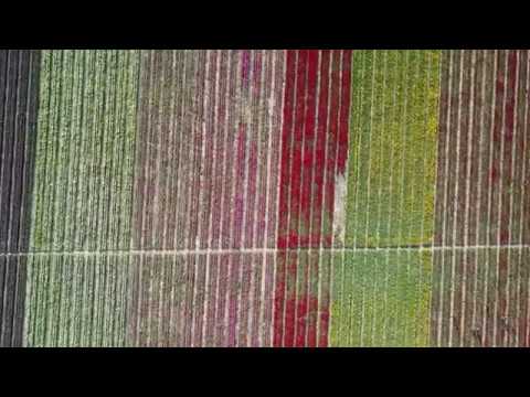 Konya İsmil Asya Lale Bahçesi Drone Çekimim @herofly99