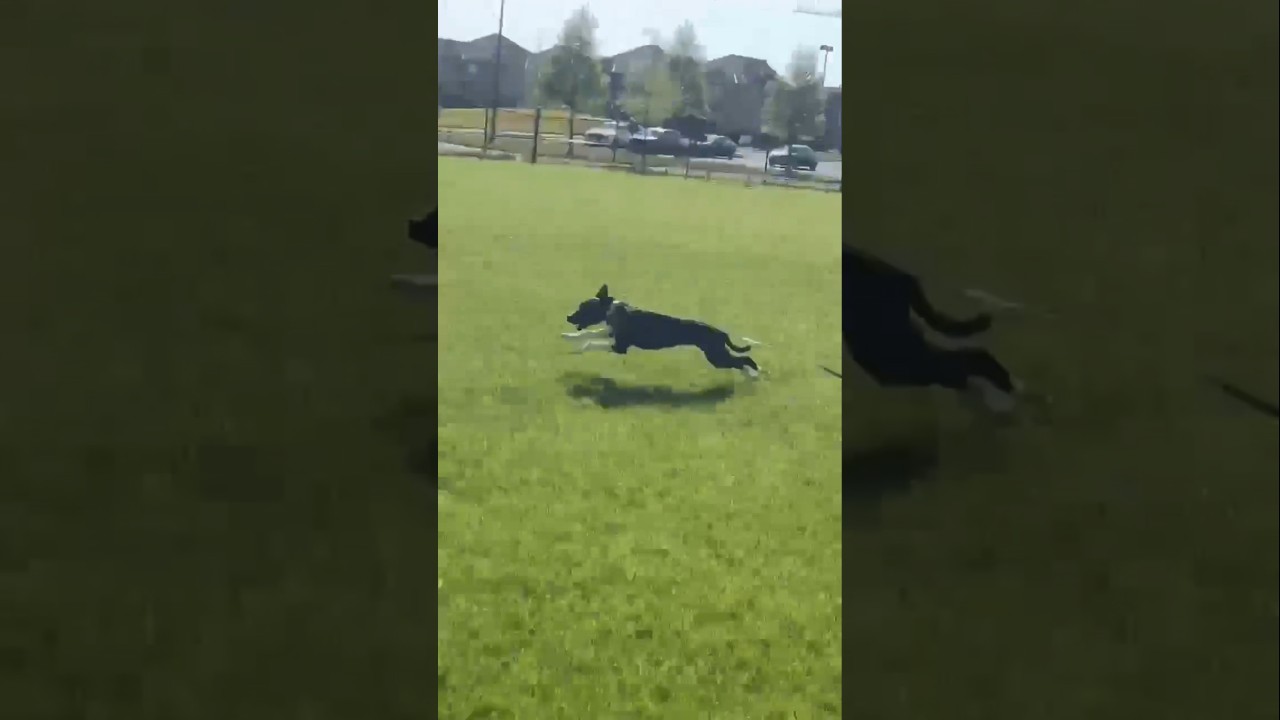 Enlarge Dixi, a ADOPTABLE mixed breed in Milton, ON video 6/6