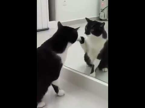 (WOW!) CAT REALIZES HIMSELF IN MIRROR
