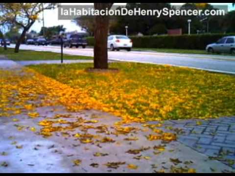 download lagu mp3 mp4 Arbol Hojas Amarillas, download lagu Arbol Hojas Amarillas gratis, unduh video klip Arbol Hojas Amarillas