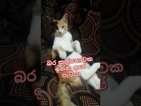 cute❤️😺#love ##