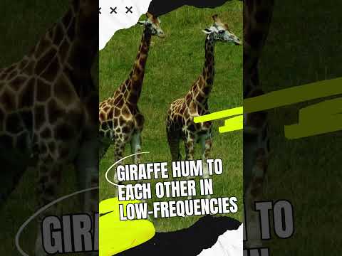 Weird Fun Facts #funfacts101