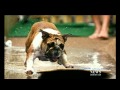 What Does Your Dog Say About Your Sex Life