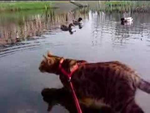 Walking Rasheed - Wandeling met Rasheed (2)