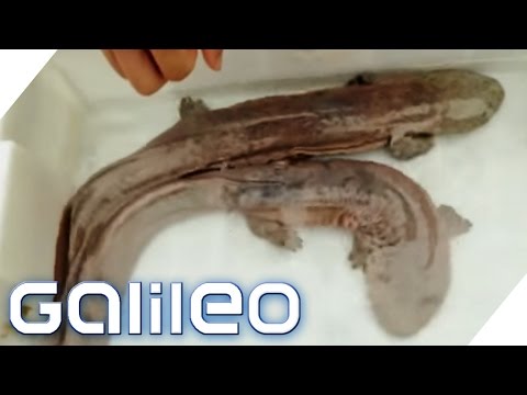 Crazy China: Giant salamanders as a delicacy? | Galileo | ProSieben