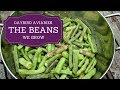THE BEANS WE GROW Rattlesnake Pole Beans And Dragon Tongue Bush Beans
