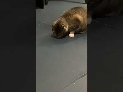 Not my cat licking the floor 😭
